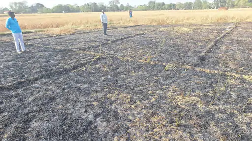 बिजली का तार टूटने से खेत में लगी आग:गेंहू की 3 बिस्वा फसल जलकर हुई राख, किसान का लाखों का हुआ नुकसान