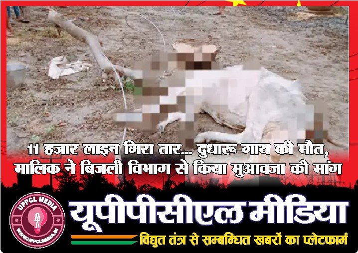 11 हजार लाइन गिरा तार… दुधारू गाय की मौत, मालिक ने बिजली विभाग से किया मुआवजा की मांग